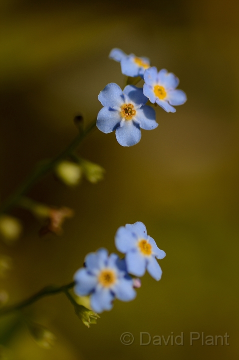 David Plant Photography - Wildlife Photographer - Water forgetmenot - B.jpg - Water forgetmenot flowers - Cotswolds